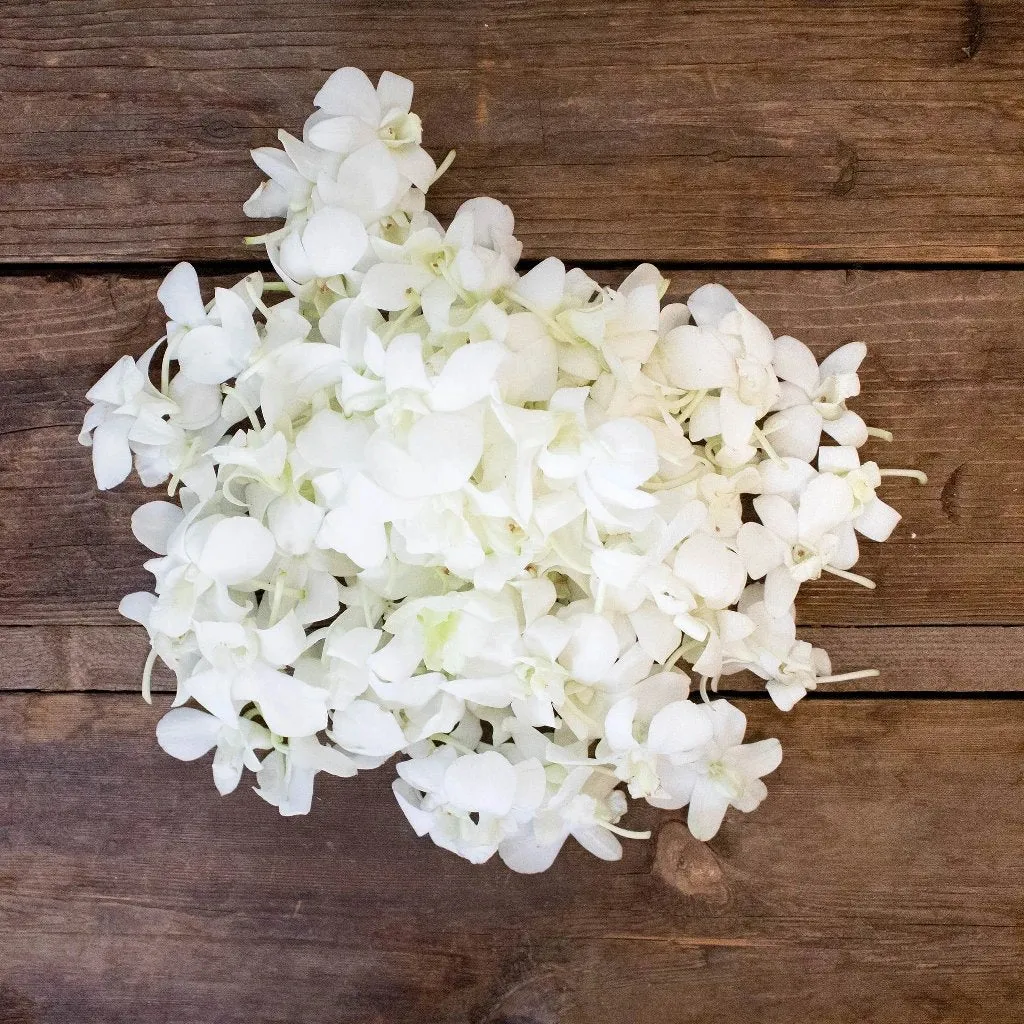 White Loose Orchid Blooms